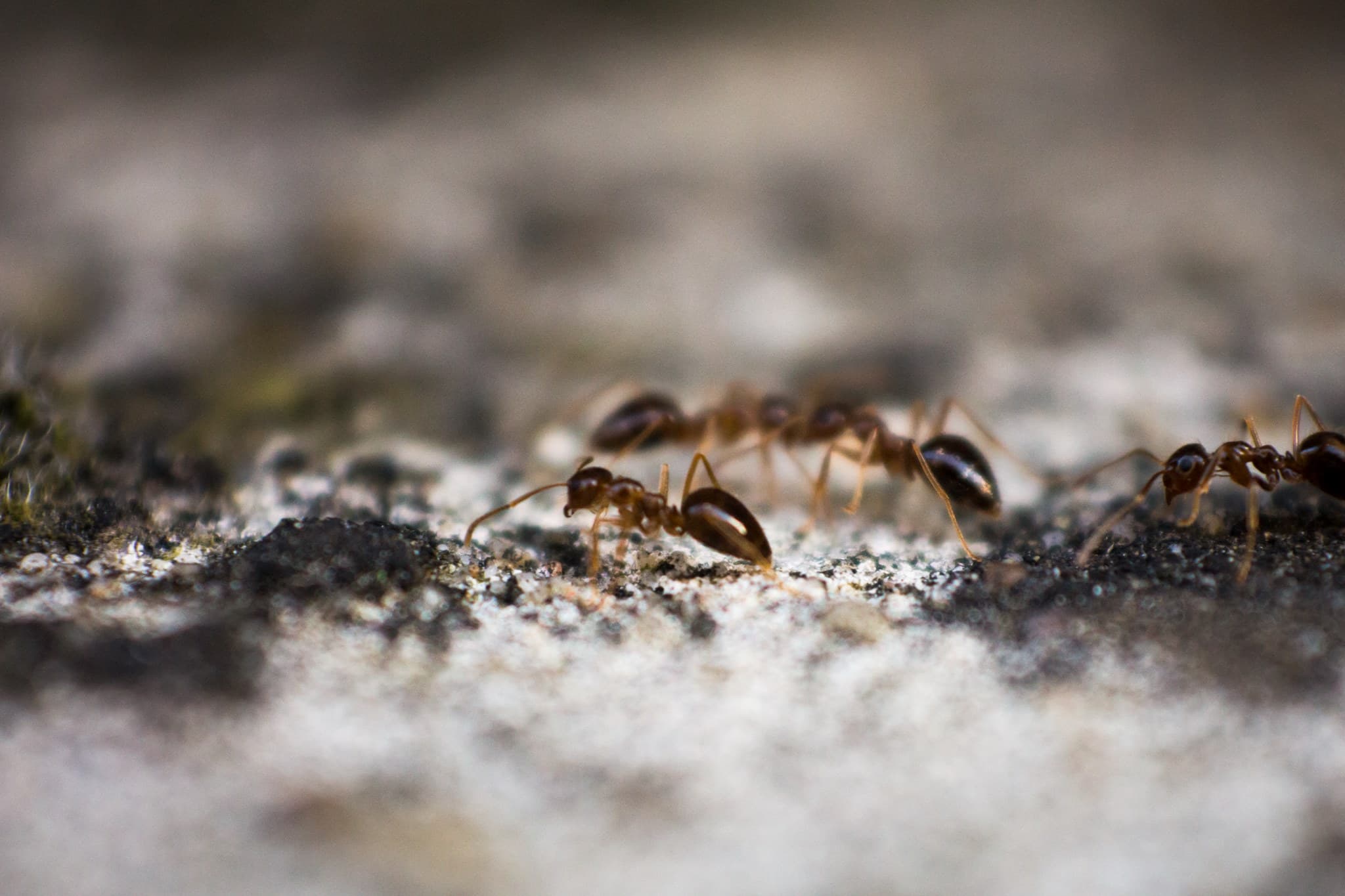 closeup of few ants